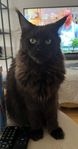 Maine coon