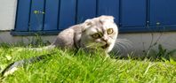 Katt av sällsynt slag. Busig, pratglad tjej på drygt 1 år