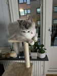 Ragdoll katthona