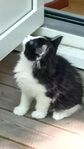 Jag har en katt kille kvar