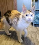 maine coon kattungar 