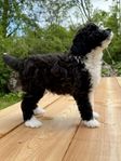 Aussiedoodle hane