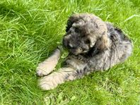 Aussiedoodle hane