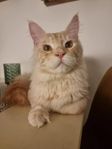 Mainecoon/Norsk skogkatt 