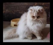 Avelshane Chinchilla/Perser