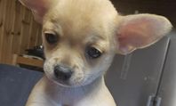 LEVERANSKLAR NU! CHIHUAHUA/PAPILLON HANE 