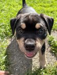 american bully (hane)