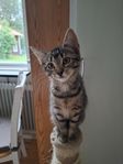 Kattunge hona redo att flytta