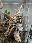 ögonfransgecko 