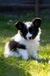 Papillonvalpar