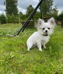 Chihuahua 9 månader SKK