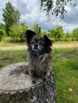 Chihuahua 5 år SKK