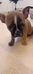 Bostonterrier/chihuahua 