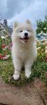Allergivänliga samojed valpar Skk