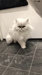 perserkatt 