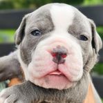 Olde English Bulldog valpar 