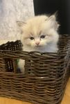 Kattungar 75 % Ragdoll 