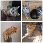 Chinchilla/skogis