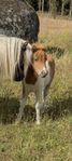 Minishetland och shetland 