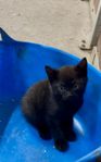 Kattungar
