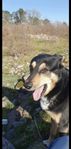 omplacering 4 årig hanhund
