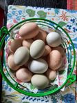 Matägg i olika färger och storlekar!