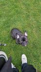 Fransk bulldog