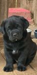 75%labrador snart 8 veckor