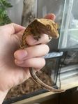 ögonfransgecko med alla tillbehör 