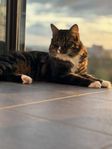 1 åring hankatt 