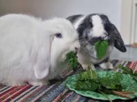 Kaniner, lejonhuvad och dvärgvädur