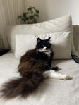 Blandraskatt, 4år
