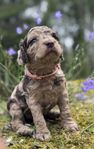 Cockerpoo valpar 