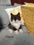 Långhåriga ragdollblandning