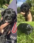 hjälp bara lilla jag kvar!! Cavapoo valp Luna