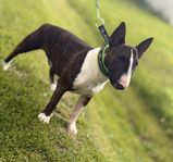 Miniatyr Bullterrier
