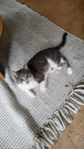 Katt