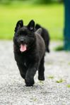 Belgisk Vallhund Groenendael 