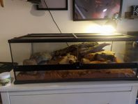 Väldigt fin leopardgecko 