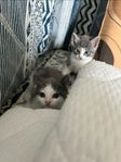 Kattungar 