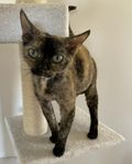 Devon Rex omplacering 