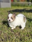 Pomchi/Papillon valpar