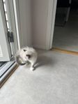 säljer två gulliga katter