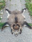 Vildsvinsskinn