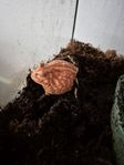 Pacman groda Apricot m tillbehör