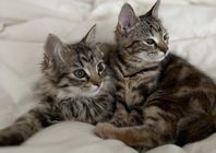 kattungar 