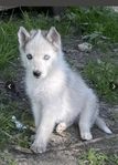siberian Husky valp till salu 