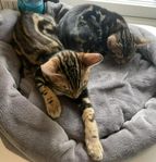 Marble Bengal kattungar leveransklar