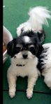 bichon havanais 