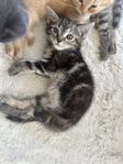 Kattungar